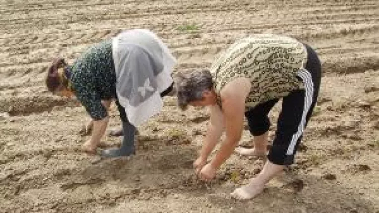 Agricultura ecologica si-a triplat numarul operatorilor din sistem