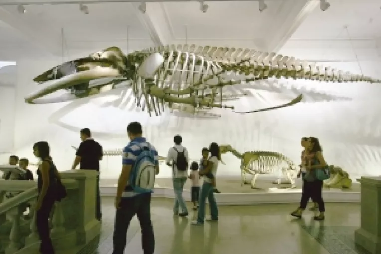 Muzeul "Antipa" va fi inchis 4 zile!
