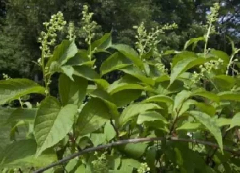 Planta "lei teng gong" poate vindeca orice tip de cancer 