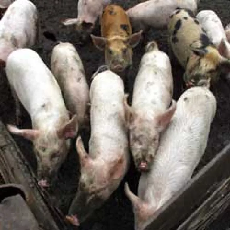 Porcii se sufoca in grajduri!