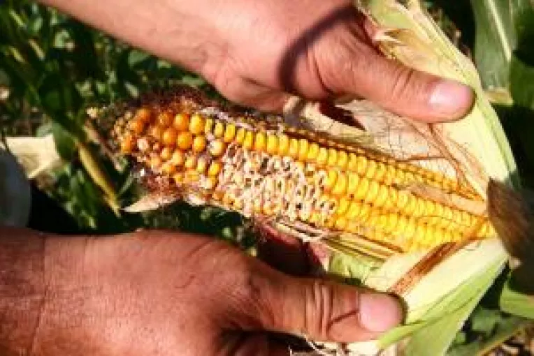 Seceta parjoleste productia agricola